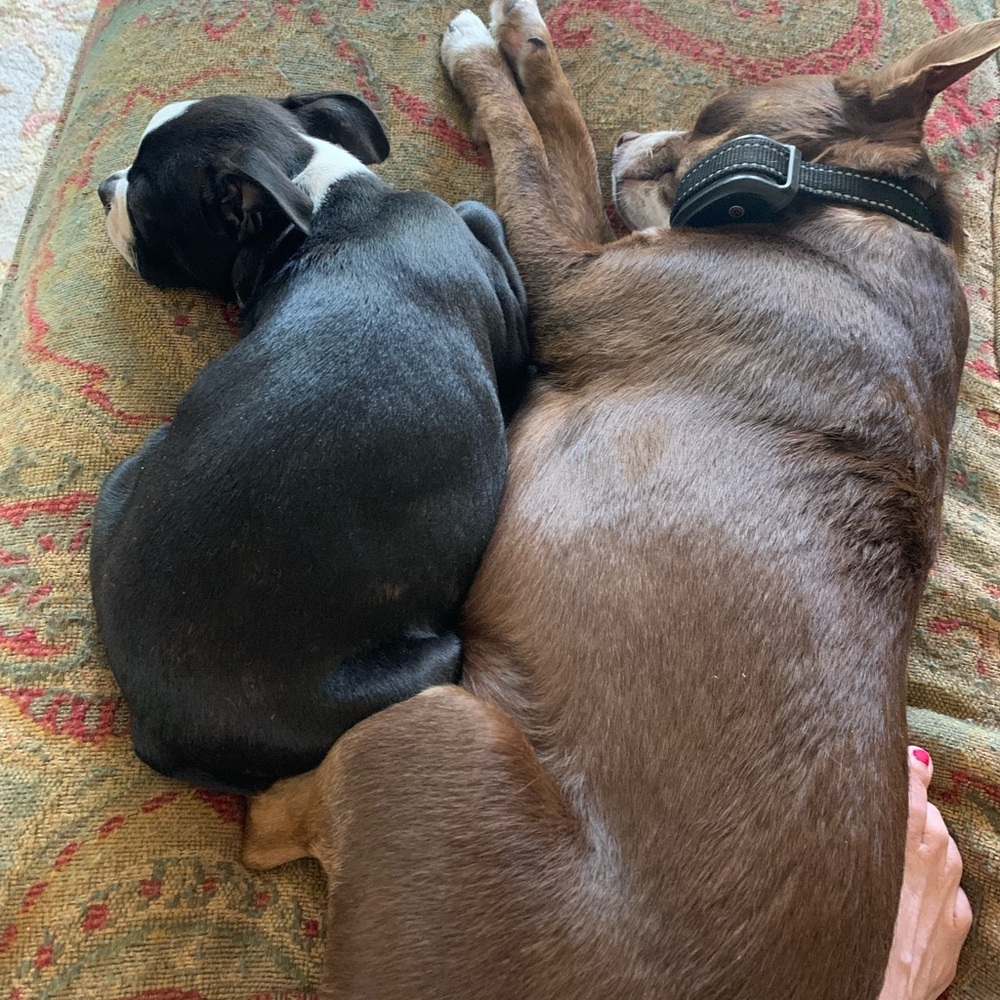 Family and pups - Picture 7 of 7